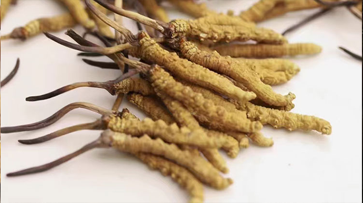 水溫決定營(yíng)養(yǎng)！冬蟲(chóng)夏草鮮草泡水溫度全解析?