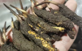 冬蟲夏草鮮草保存指南：三招鎖住天然精華