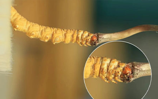 哪里能買(mǎi)到新鮮的冬蟲(chóng)夏草？這幾個(gè)渠道要知道