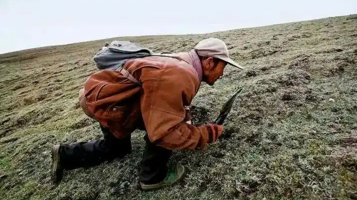 西藏冬蟲夏草最大產(chǎn)地：那曲，自然饋贈(zèng)的珍寶之地