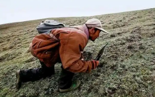 西藏冬蟲夏草最大產(chǎn)地：那曲，自然饋贈(zèng)的珍寶之地