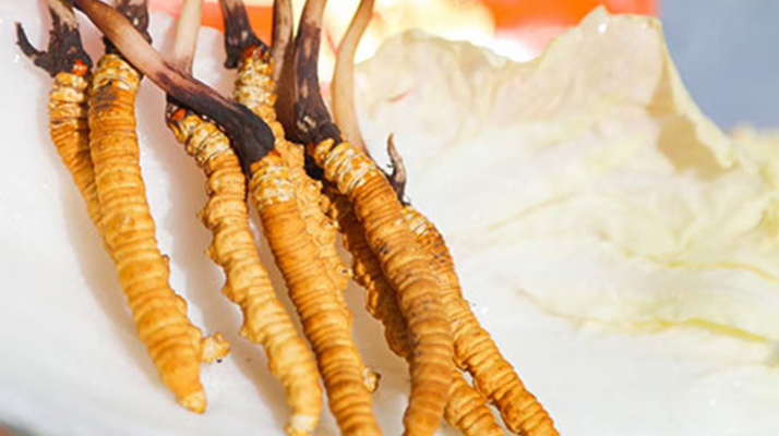 第十一屆冬蟲(chóng)夏草鮮草節(jié):傳承與發(fā)展的蟲(chóng)草盛會(huì)