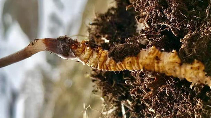 冬蟲(chóng)夏草鮮干分辨指南