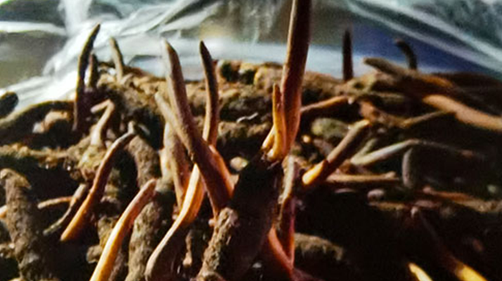 吃鮮的冬蟲夏草會上火嗎？一文說清