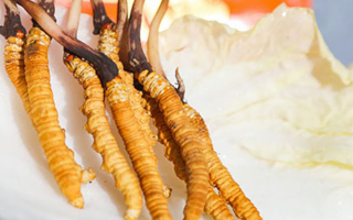 第十一屆冬蟲(chóng)夏草鮮草節(jié)：傳承與發(fā)展的蟲(chóng)草盛會(huì)