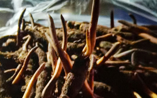 吃鮮的冬蟲夏草會上火嗎？一文說清