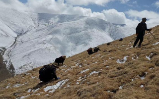 采挖新鮮冬蟲夏草合法嗎？