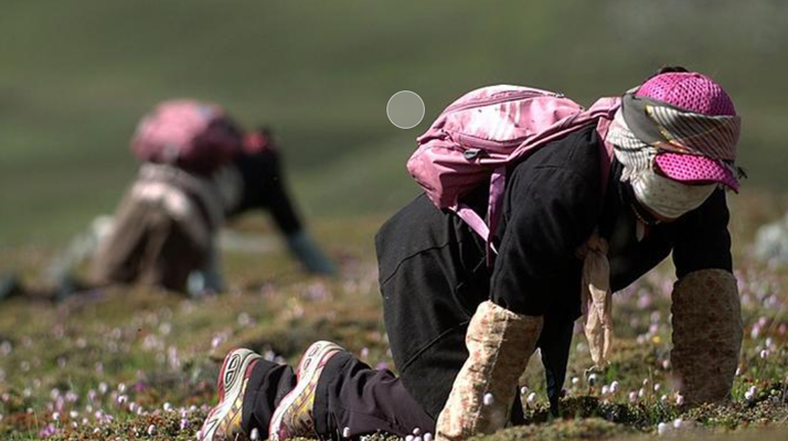 西藏<a href=http://m.cyts-zx.com/xinxian/ target=_blank class=infotextkey>新<a href=http://m.cyts-zx.com/xinxian/ target=_blank class=infotextkey>鮮冬蟲夏草</a></a>：雪域高原的神奇饋贈