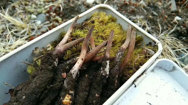 冬蟲(chóng)夏草鮮草季：邂逅高原至寶，開(kāi)啟健康滋養(yǎng)新體驗(yàn)