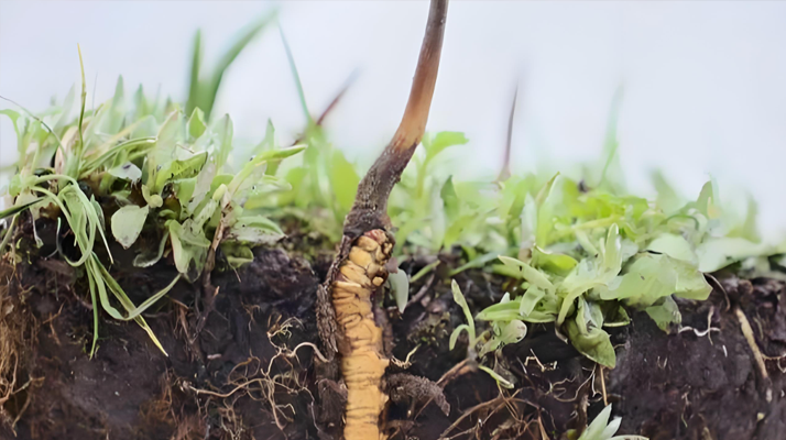 冬蟲夏草鮮草:鮮活的生命力,至臻的養(yǎng)生之選