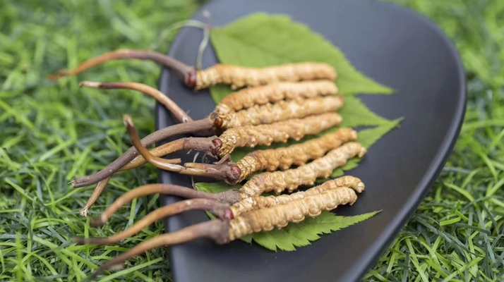 冬蟲夏草：當“鮮”成為最好的滋補注腳