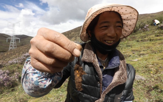 冬蟲(chóng)夏草鮮草的挖掘方法與奧秘