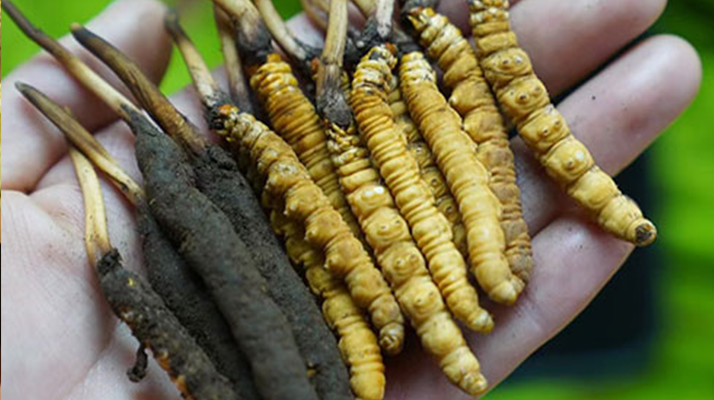 冬蟲夏草泡酒：鮮草入酒，鎖住精華的養(yǎng)生之道