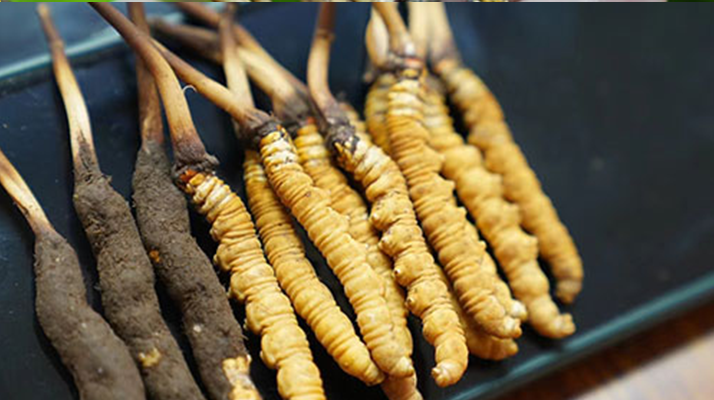 冬蟲夏草鮮草吃多久？科學(xué)食用周期與效果解析