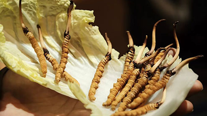 冬蟲夏草：干草與鮮草的終極對(duì)比，哪種更適合你？