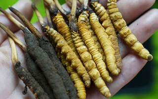 冬蟲夏草泡酒：鮮草入酒，鎖住精華的養(yǎng)生之道