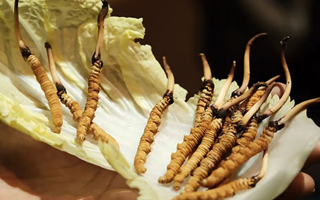 冬蟲夏草：干草與鮮草的終極對(duì)比，哪種更適合你？