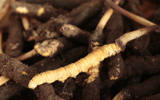 吃鮮冬蟲(chóng)夏草會(huì)便秘嗎？科學(xué)解讀蟲(chóng)草與腸道健康的微妙關(guān)系