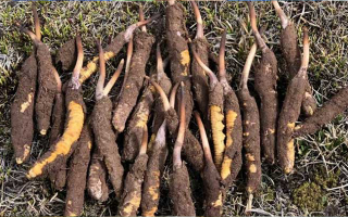 冬蟲夏草：干的好還是新鮮的妙？