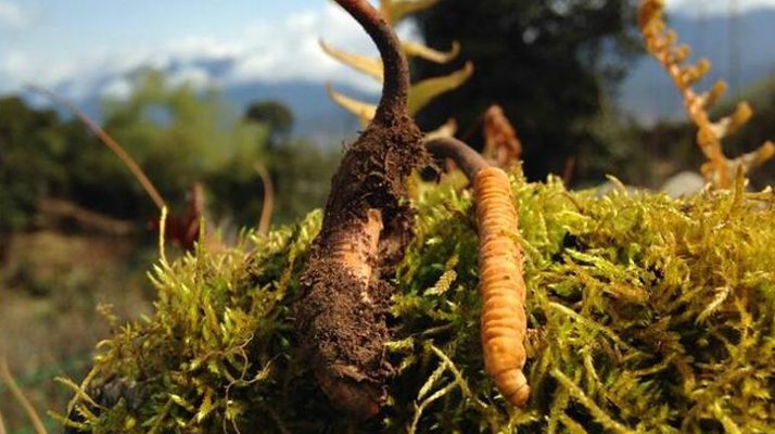 新鮮冬蟲夏草多少錢一斤？深度解析價格背后的奧秘