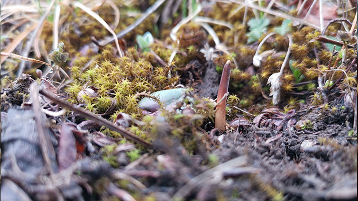 鮮冬蟲夏草辨別全攻略：識破真假，挑選優(yōu)質(zhì)好蟲草? ? ? ?