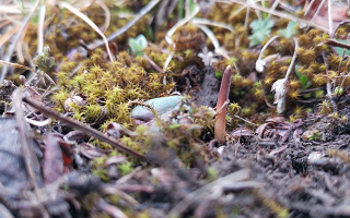 鮮冬蟲夏草辨別全攻略：識(shí)破真假，挑選優(yōu)質(zhì)好蟲草? ? ? ?