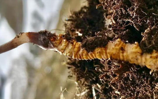 新鮮冬蟲夏草能生吃嗎？揭秘健康食用真相