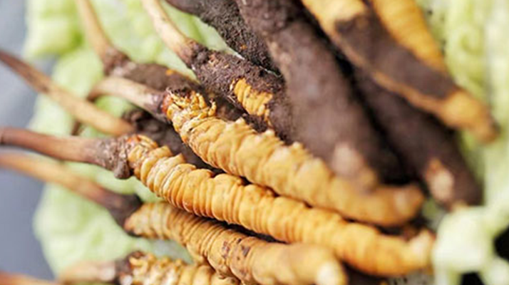 新鮮冬蟲夏草打包發(fā)貨全流程詳解：確保品質(zhì)與時效的關(guān)鍵