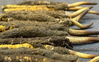 新鮮冬蟲夏草吃幾克好？科學(xué)用量指南