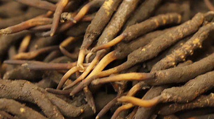 如何挑選<a href=http://m.cyts-zx.com/xinxian/ target=_blank class=infotextkey>新<a href=http://m.cyts-zx.com/xinxian/ target=_blank class=infotextkey>鮮冬蟲夏草</a></a>？掌握這幾個關鍵技巧