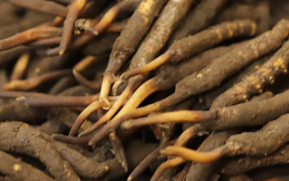 如何挑選新鮮冬蟲夏草？掌握這幾個關鍵技巧