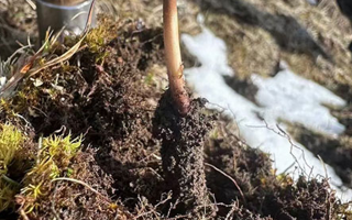 探秘正品那曲新鮮冬蟲夏草