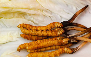 一克鮮草，千金之珍：探秘 1 克新鮮冬蟲夏草