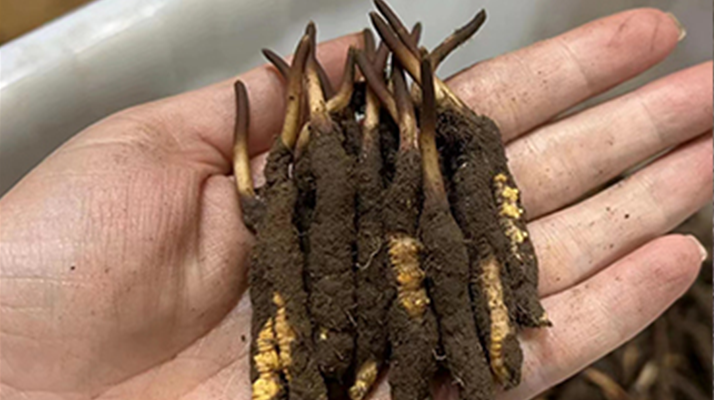 冬蟲(chóng)夏草頭期鮮草的采挖時(shí)間