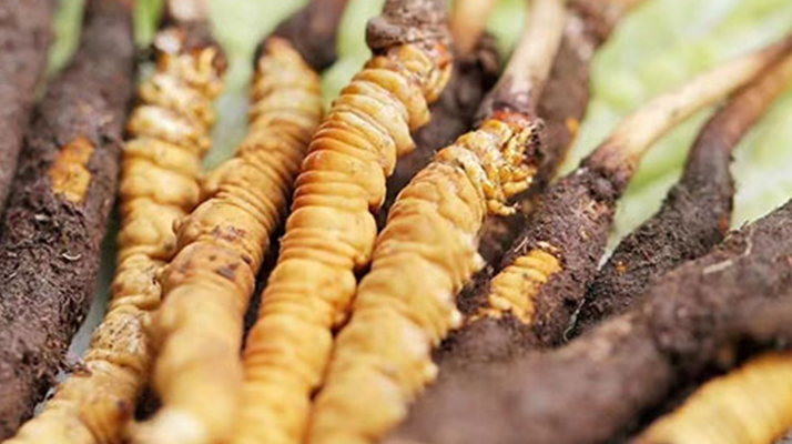 冬蟲夏草：曬干食用還是鮮食更優(yōu)？