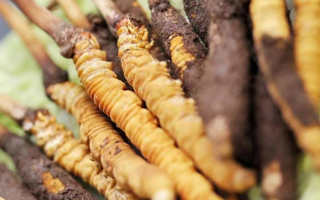 冬蟲夏草：干品與鮮品，誰更勝一籌？