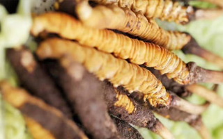 冬蟲夏草鮮草能賣多久？多因素影響下的售賣周期解析