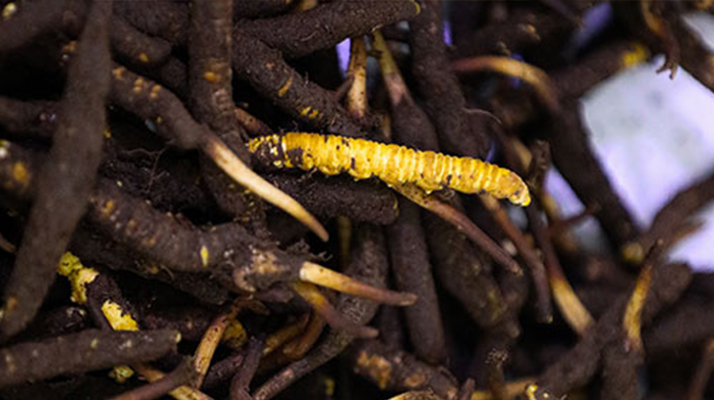 干鮮草<a href=http://m.cyts-zx.com/jiage/ target=_blank class=infotextkey>冬蟲夏草價格</a>揭秘