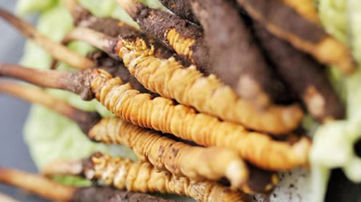 冬蟲夏草鮮草可以生吃嗎？一文解讀食用真相