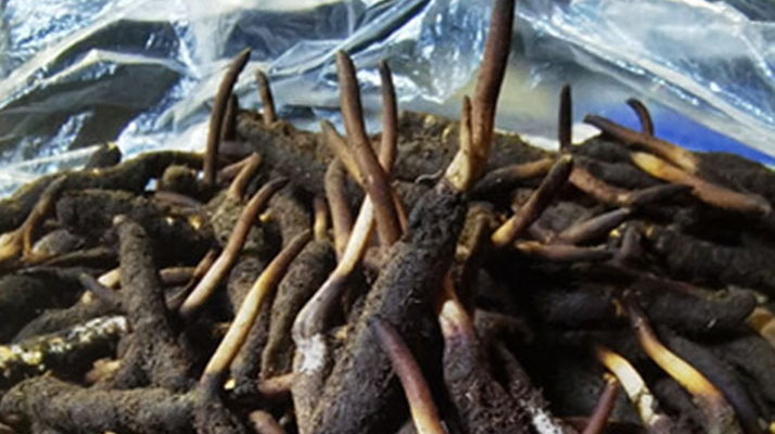 冬蟲夏草鮮草能不能泡酒？科學(xué)解析與實(shí)用指南