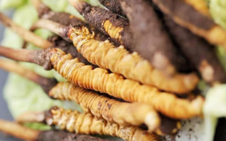 冬蟲夏草鮮草可以生吃嗎？一文解讀食用真相