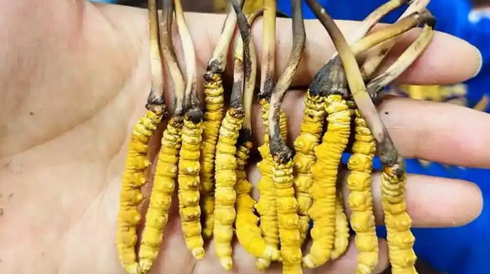 鮮冬蟲(chóng)夏草出水怎么辦？實(shí)用處理指南