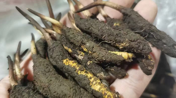 鮮冬蟲夏草急凍能放多久？科學保存全解析