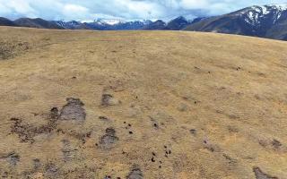 藏北“蟲(chóng)草人”：與自然共呼吸的采挖者