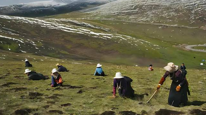高原尋蟲(chóng)記:我的冬蟲(chóng)夏草采摘之旅