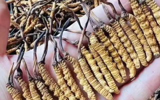 探秘冬蟲夏草的故鄉(xiāng)：核心產(chǎn)地全解析