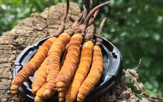 冬蟲夏草的產(chǎn)地有哪些地方？一文解鎖產(chǎn)地密碼