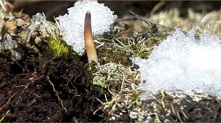 探秘雪域珍寶：最大的新鮮<a href=http://m.cyts-zx.com/ target=_blank class=infotextkey><a href=http://m.cyts-zx.com/s/nqcc/ target=_blank class=infotextkey>那曲冬蟲夏草</a></a>