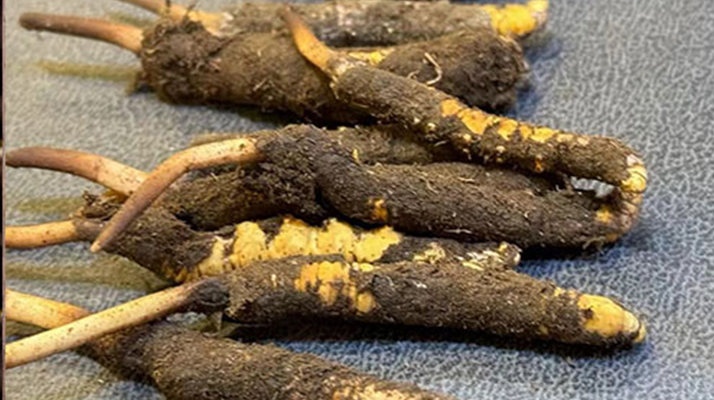 新鮮<a href=http://m.cyts-zx.com/jiage/ target=_blank class=infotextkey>冬蟲夏草價格</a>