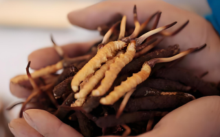 冬蟲夏草干鮮草的多樣吃法，解鎖滋補新方式? ? ? ?